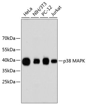 p38 MAPK Rabbit pAb