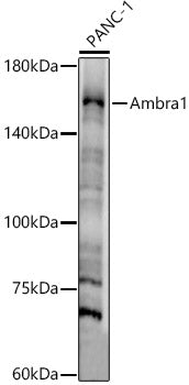 Ambra1 Rabbit pAb