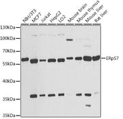 ERp57 Rabbit pAb