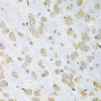 ERp57 Rabbit pAb