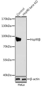 [KO Validated] Hsp90β Rabbit pAb