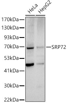 SRP72 Rabbit pAb