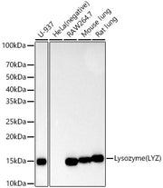 Lysozyme (LYZ) Rabbit mAb