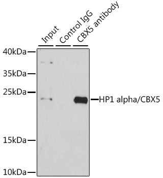 HP1 alpha/CBX5 Rabbit pAb