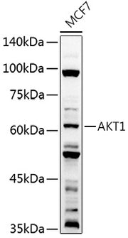 AKT1 Rabbit pAb