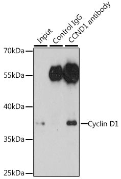 Cyclin D1 Rabbit pAb