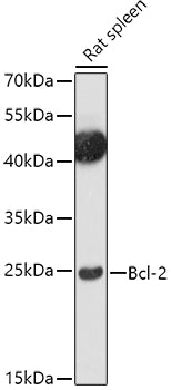 Bcl-2 Rabbit pAb
