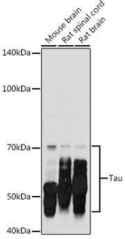 Tau Rabbit pAb
