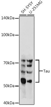 Tau Rabbit pAb
