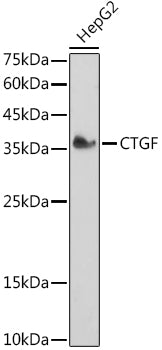 CTGF Rabbit pAb