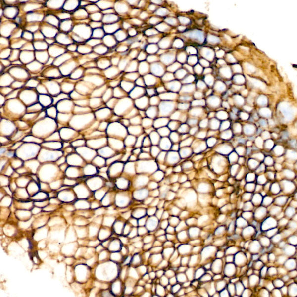 EpCAM Rabbit mAb