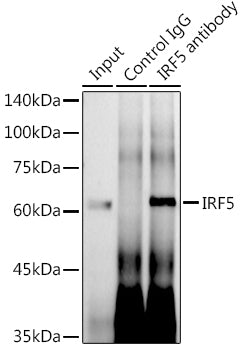 IRF5 Rabbit mAb