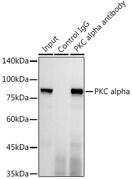 PKC alpha Rabbit mAb