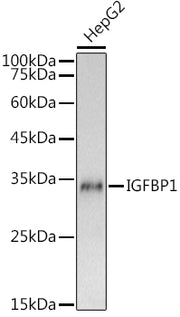 IGFBP1 Rabbit pAb
