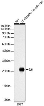 IL-6 Rabbit pAb