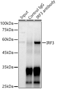 IRF3 Rabbit pAb