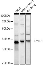 CYR61 Rabbit pAb