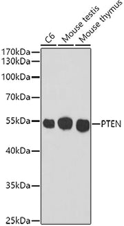 PTEN Mouse mAb