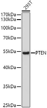 PTEN Mouse mAb