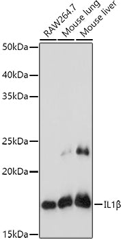 IL1β Rabbit pAb