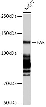 FAK Rabbit mAb