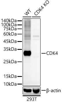 [KO Validated] CDK4 Rabbit mAb