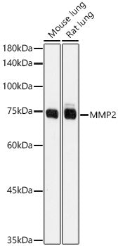 MMP2 Rabbit pAb