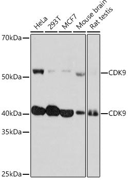 [KO Validated] CDK9 Rabbit mAb