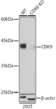 [KO Validated] CDK9 Rabbit mAb