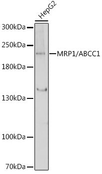 MRP1/ABCC1 Rabbit pAb