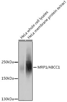 MRP1/ABCC1 Rabbit pAb