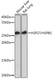 HSP27/HSPB1 Rabbit mAb