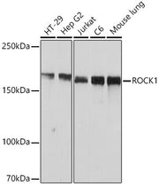 ROCK1 Rabbit mAb