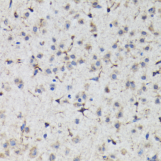 NRF2 Rabbit pAb