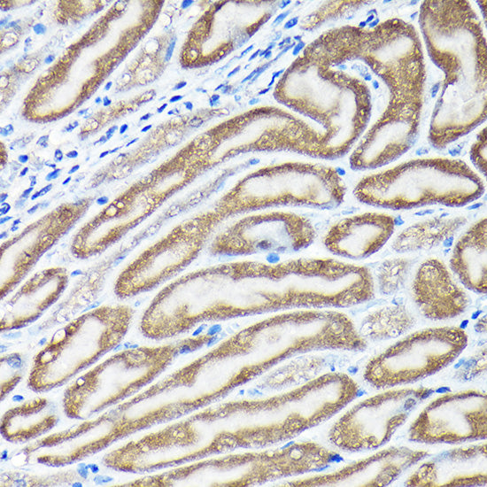 NRF2 Rabbit pAb