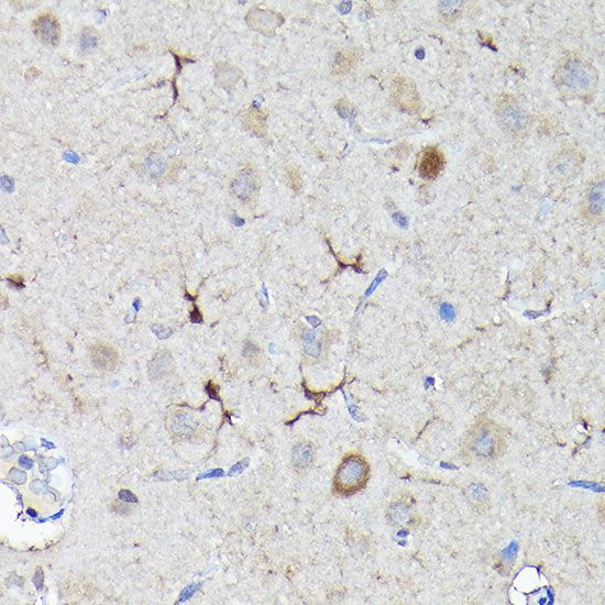 NRF2 Rabbit pAb