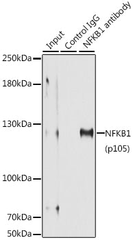 NFKB1 Rabbit pAb