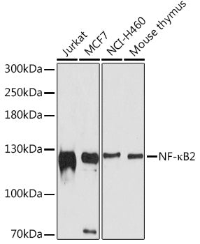 NF-κB2 Rabbit pAb