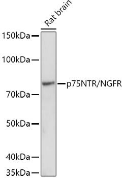 p75NTR/NGFR Rabbit pAb