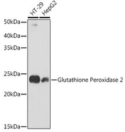 Glutathione Peroxidase 2 Rabbit mAb