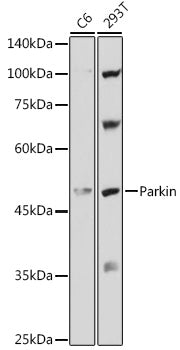 Human Parkin Rabbit pAb