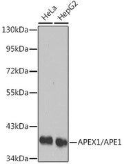 APEX1/APE1 Rabbit pAb