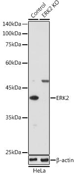 [KO Validated] ERK2 Rabbit pAb