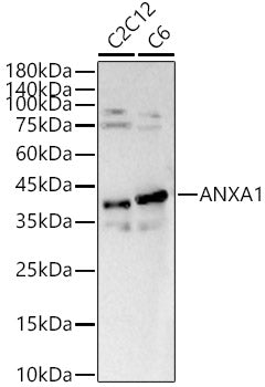 [KO Validated] ANXA1 Rabbit pAb