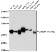 Galectin 3/LGALS3 Rabbit mAb