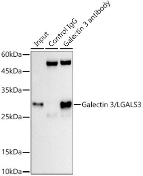 Galectin 3/LGALS3 Rabbit mAb