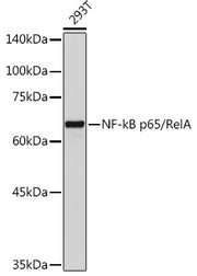 NF-kB p65/RelA Rabbit pAb