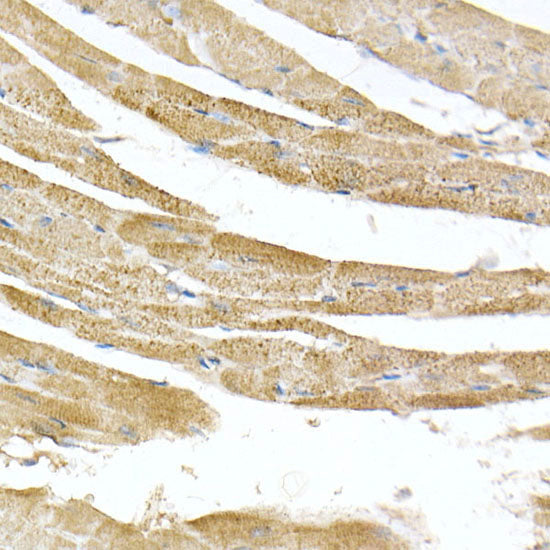 ATPB Rabbit mAb