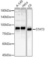 STAT3 Rabbit pAb