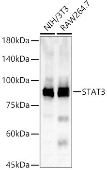 STAT3 Rabbit pAb